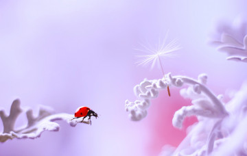 Фото бесплатно божья коровка, белые цветы, насекомые, макро