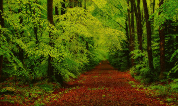 Фото бесплатно опавшие листья, дорога в лесу, деревья, лес, осень