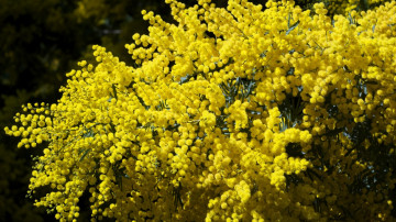 мимоза, желтая, цветущая, весна, красота, обои скачать, mimosa, yellow, blooming, spring, beauty, wallpaper download