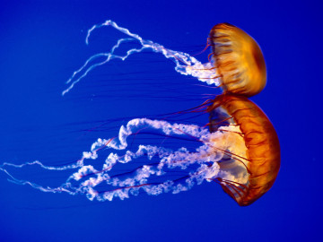 медузы, краски подводного мира, обои HD, jellyfish, underwater paint, wallpaper HD