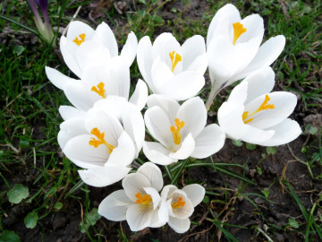 Фото бесплатно цветы, первоцветы, белый, крокусы