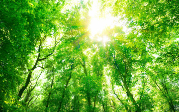 весна, лес, кроны, лучи солнца, природа, 3840х2400 4к обои скачать