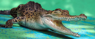 аллигатор, животное, зубастик, глазастик, крокодил, 4К обои