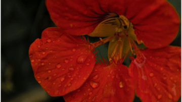 настурция, красный цветок, капли росы, макро, фото, Nasturtium, red flower, drops of dew, macro, photo