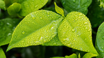 макро, зеленые листья, капли дождя, macro, green leaves, raindrops