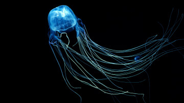 медуза, глубина, омут, темнота, 3840x2160, 4k