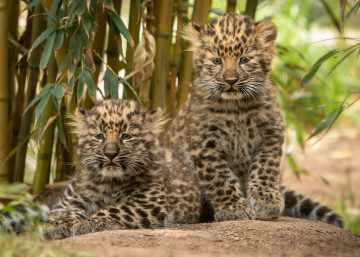 маленькие леопарды, детеныши, дикие кошки