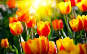 желто-красные тюльпаны, цветы, весна, лучи солнца, рассвет, yellow-red tulips, flowers, spring, the rays of the sun, dawn