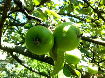 nature, apples, green, tree, branch, summer, garden, apple, 4K wallpaper, природа, яблоки, зеленые, дерево, ветка, лето, сад, яблоня, 4К обои