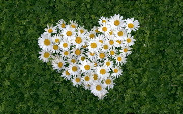 цветы, ромашки на зеленой траве, сердце, любовь, креатив, обои, flowers, daisies on a green grass, heart, love, creativity, wallpaper