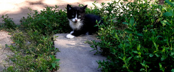 3440х1440 4к обои котенок черно-белого окраса в траве