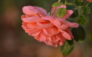 бежевая роза, цветок, красивые обои, Beige rose, flower, beautiful wallpaper