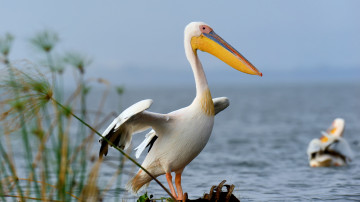 пеликан, птица, озеро, 3840х2160 4к обои
