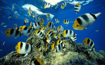 полосатые рыбки, подводный мир, кораллы, водоросли, Striped fish, underwater world, corals, algae