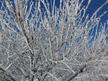 природа, зима 2019, дерево, иней, снег, макро, красивые зимние обои,  nature, winter 2019, tree, frost, snow, macro, beautiful winter wallpaper