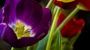 букет, весенние цветы, фиолетовый тюльпан