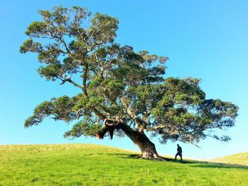 Фото бесплатно человек, дерево, трава, природа, лето