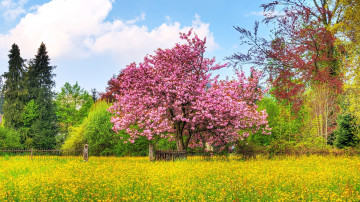 Фото бесплатно сад, экосистема, цветущее дерево, весна, парк, цветы