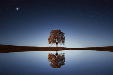 одинокое дерево, отражение в воде, ночь, звёзды, луна, горизонт, водоём, природа, осень, минимализм