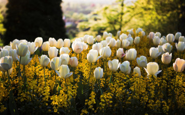 белые тюльпаны, цветы, весна, парк, природа, яркие обои, White tulips, flowers, spring, park, nature, bright wallpaper