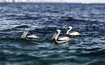 пеликаны в море, вода, птицы, волны, красивые обои, Pelicans in the sea, water, birds, waves, beautiful wallpaper