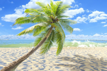 море, волны, лето, пляж, песок, пальма, ветер, небо, облака, очень красивые обои, Sea, waves, summer, beach, sand, palm, wind, sky, clouds, very beautiful wallpaper