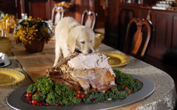 пес крадет индейку со стола, смешные обои, домашние животные, Dog steals turkey from the table, funny wallpapers, pets