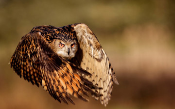 сова летит, хищная птица, фото высокого качества, An owl flies, a bird of prey, high quality photos