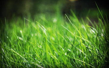 трава, зелень, макро, природа, яркие обои, Grass, greens, macro, nature, bright wallpaper