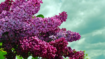 сирень, цветы, весеннее настроение, небо, обои, lilac, flowers, spring mood, sky, wallpaper