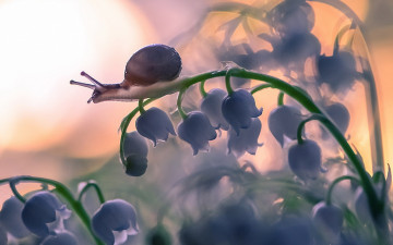 макро, цветы, ландыши, улитка, Macro, flowers, lily of the valley, snail