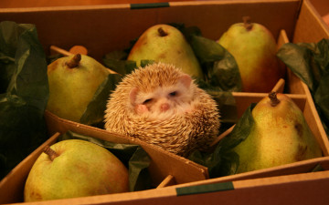 ежик с грушами, смешные обои, животные, хорошее качество, Hedgehog with pears, funny wallpaper, animals, good quality