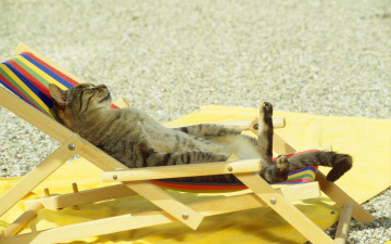 кот спит на шезлонге, пляж, песок, домашние животные, смешные обои, Cat is sleeping on a deckchair, beach, sand, pets, funny wallpaper