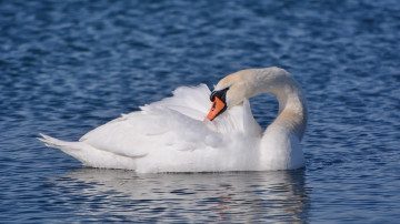 белый лебедь на озере, 3840х2160, 4к обои