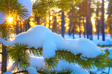 природа, зимний пейзаж, хвойное дерево, снег на ветках, лес, солнце, потепление, nature, winter landscape, conifer, snow on the branches, forest, sun, warming