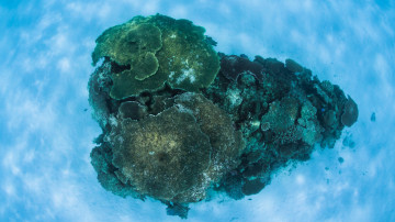 hd wallpaper, corals underwater, кораллы подводные, море