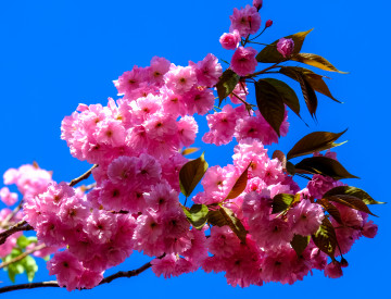 Цветы сакуры, ветка, розовые цветы, голубой фон, весна