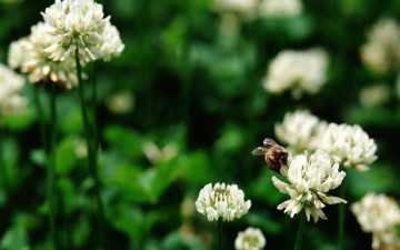 Клевер, цветы белые, лето, пчела, макро, скачать фото, Clover, flowers, white, summer, bee, macro, photo download
