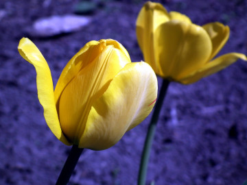 желтые тюльпаны на синем фоне