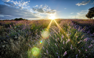 лето, поле, цветы, лучи солнца, горизонт, природа, небо, summer, field, flowers, sun, horizon, nature, sky