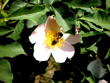 цветок, пчела, насекомое, шиповник, листья, весна