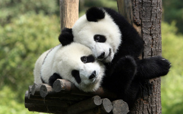 панды, обнимашки, медведи, черные с белым, смешные животные, Pandas, hugs, bears, black and white, funny animals