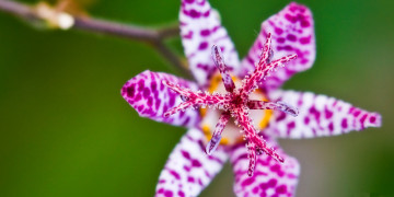 toad lily flower, макро, очень красивые обои
