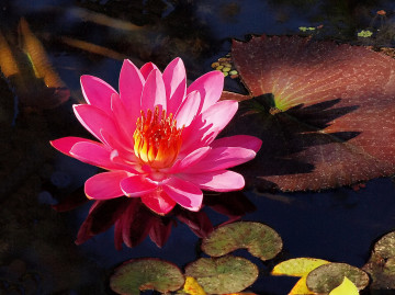 Фото бесплатно водоём, розовый цветок, водяная лилия