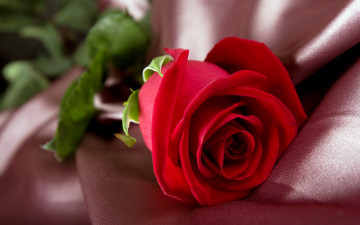 цветок, роза красная, бутон, шелк, ткань, flower, rose red, bud, silk, fabric, 2560х1600
