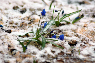 синий подснежник под снегом, ранняя весна, цветы, природа