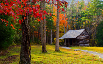 4К обои, осень, природа, домик в лесу, 4K wallpaper, autumn, nature, house in the woods