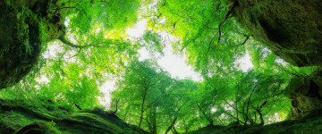 зеленый туннель, природа, деревья, мох, обои 5К