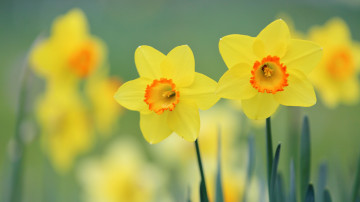 жёлтые нарциссы, размытый фон, цветы, весна