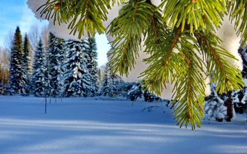 nature, winter, snow, tree branch in the snow, winter landscape, природа, зима, снег, ветка елки в снегу, зимний пейзаж